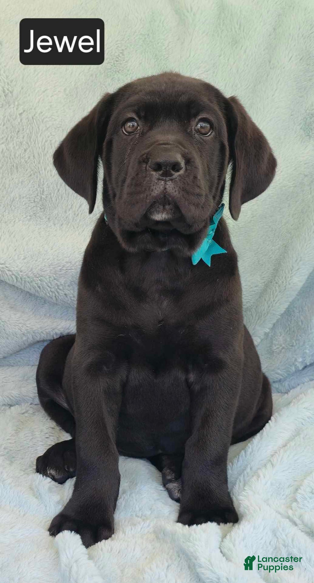 Cane Corso dogs for sale: Jewel - Image 1