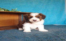 Havanese dogs for sale: Sasha - Image 7