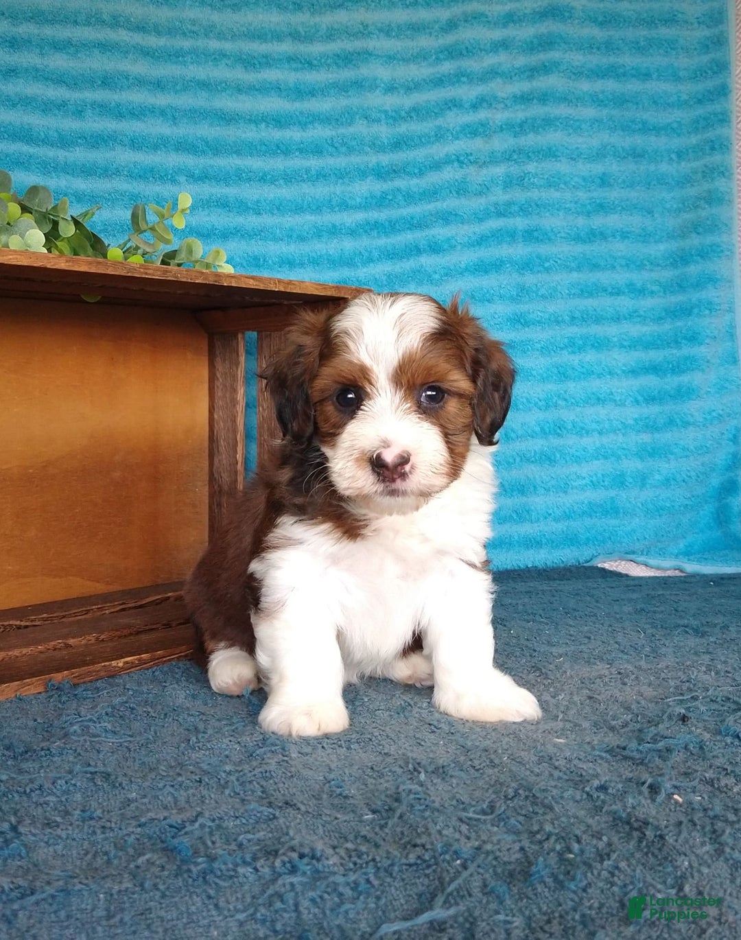 Havanese dogs for sale: Sasha - Image 7
