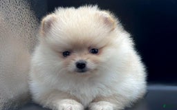 Pomeranian dogs for sale: Milly - Image 3