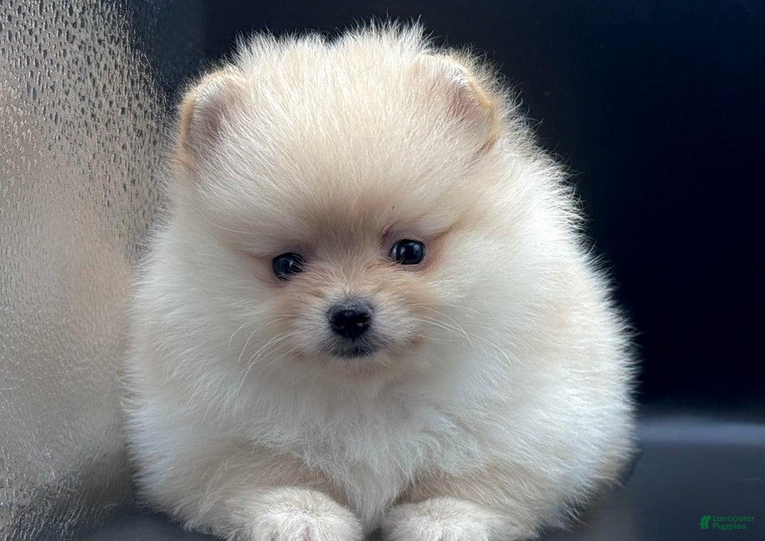 Pomeranian dogs for sale: Milly - Image 3