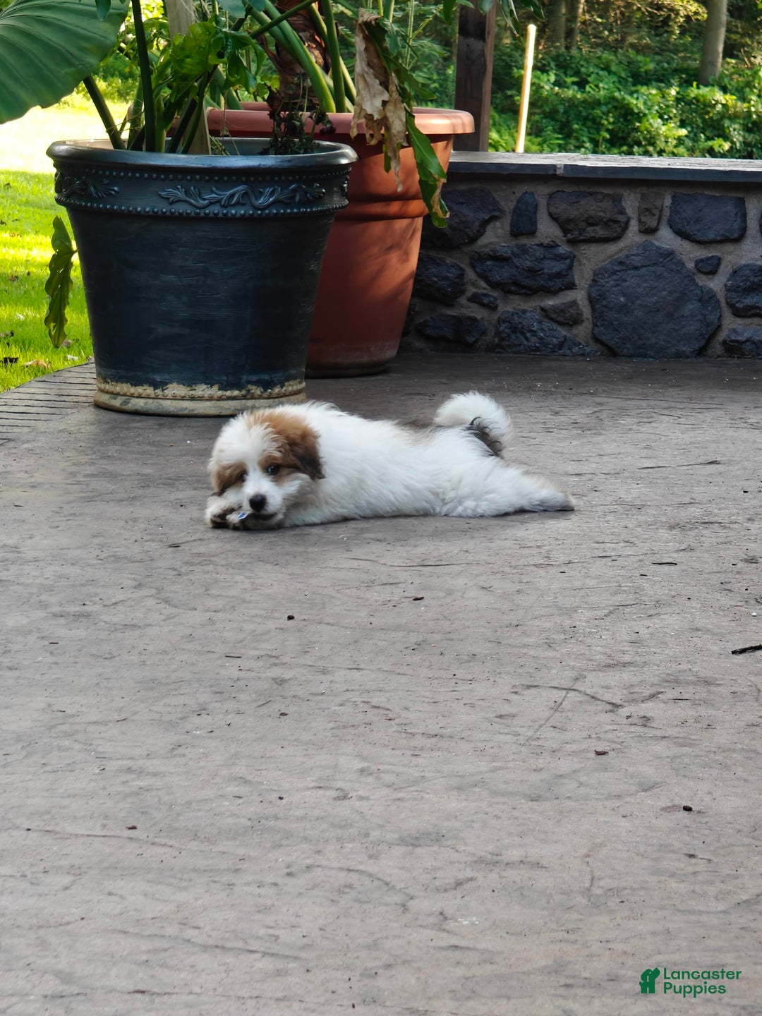 Mini Bernedoodle dogs for sale: Bubba - Image 9