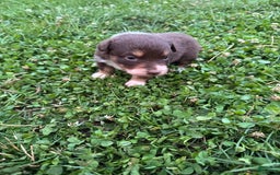 Australian Shepherd dogs for sale: Australian Shepherd 4 puppies - Image 2