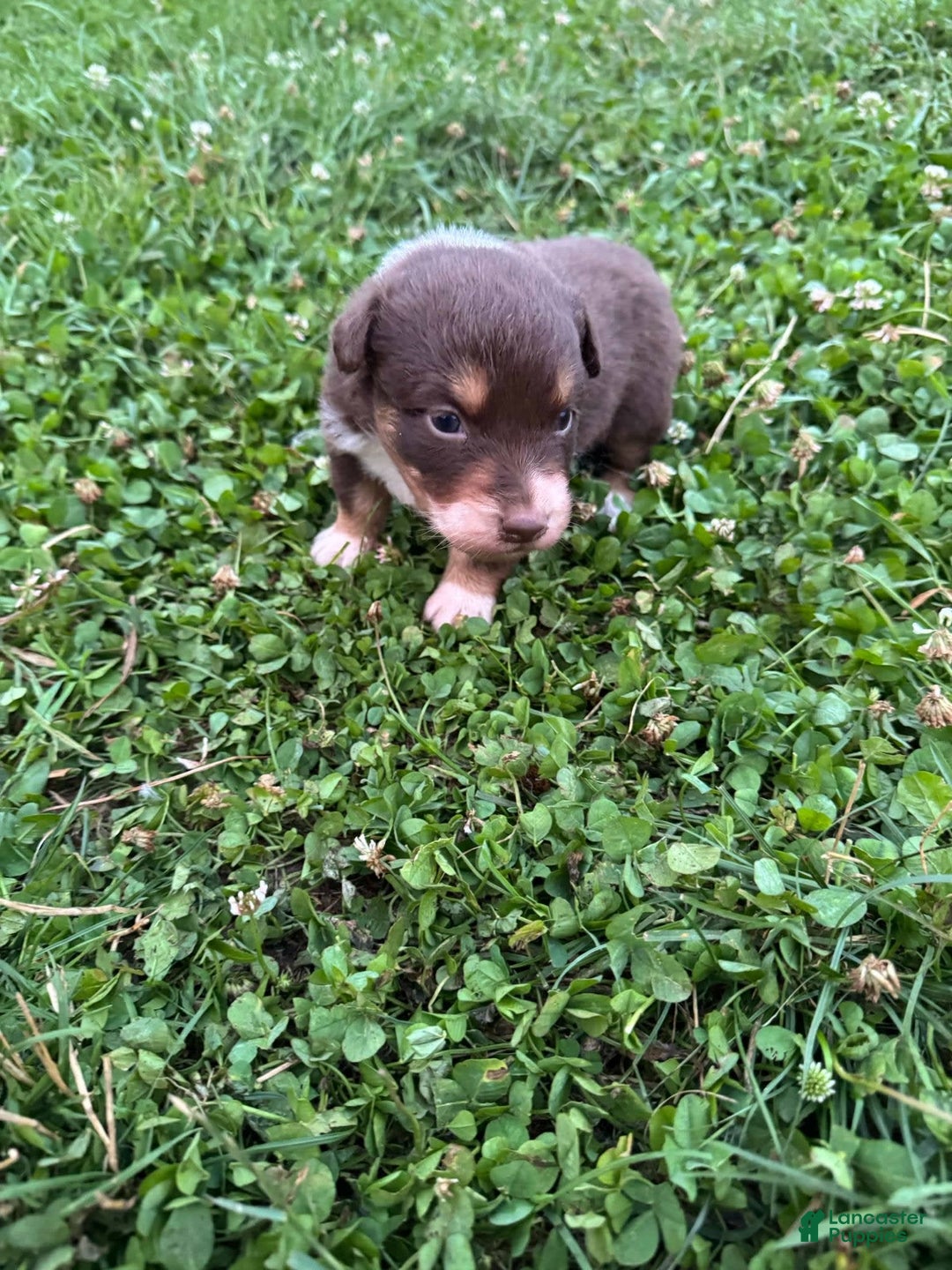 Australian Shepherd dogs for sale: Australian Shepherd 4 puppies - Image 2