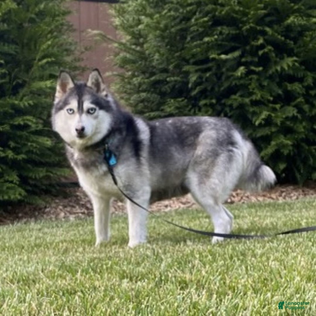 Pomsky dogs for sale: Darla - Image 4