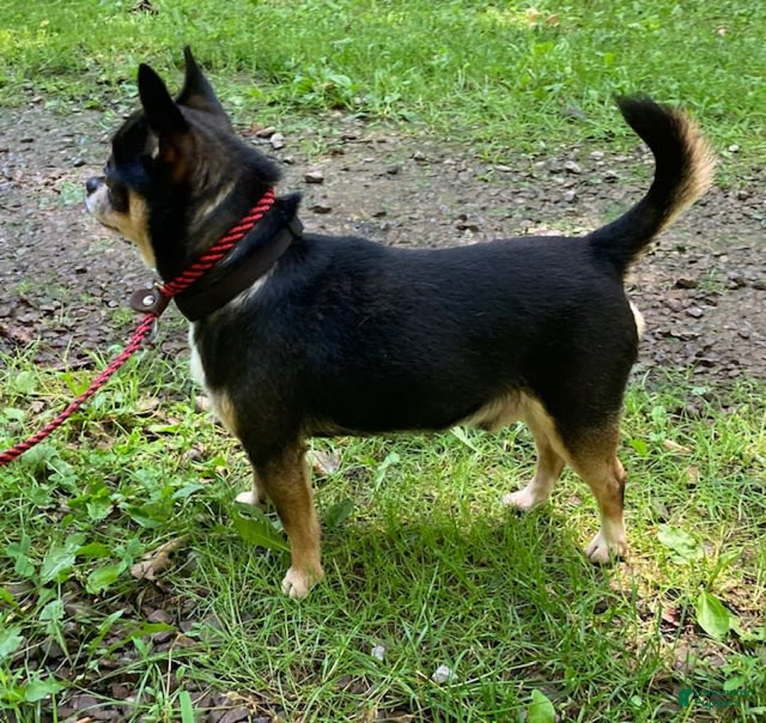 Chihuahua dogs for sale: Parker - Image 8