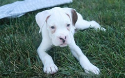 Boxer dogs for sale: Edward - Image 2