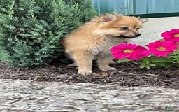 Pomeranian dogs for sale: Rusty - Image 5
