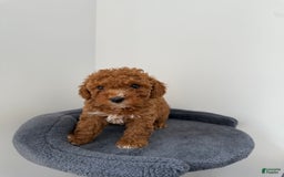Toy Poodle dogs for sale: Bella - Image 8