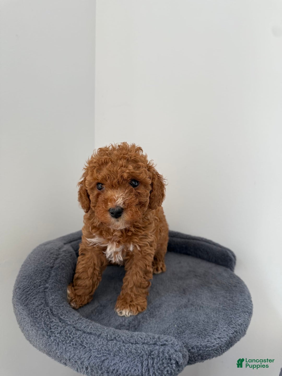 Toy Poodle dogs for sale: Bella - Image 8