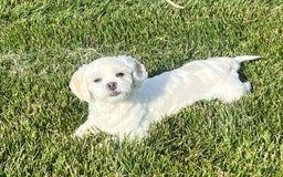 Lhasa Apso dogs for sale: Angel - Image 4