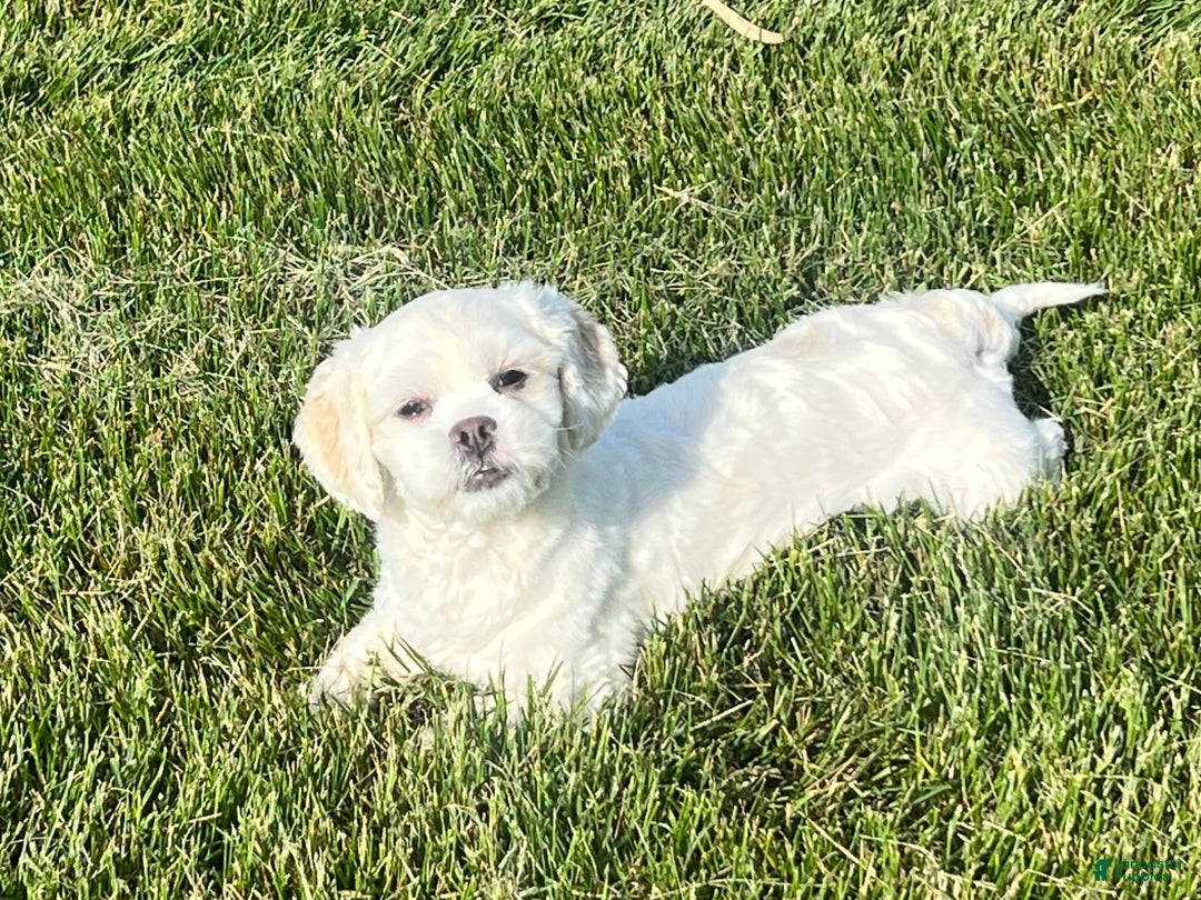 Lhasa Apso dogs for sale: Angel - Image 4