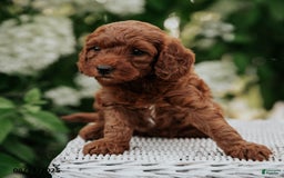Cavapoo dogs for sale: Tequila - Image 2