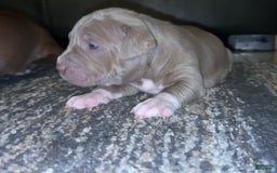 American Bully dogs for sale: Bella - Image 3