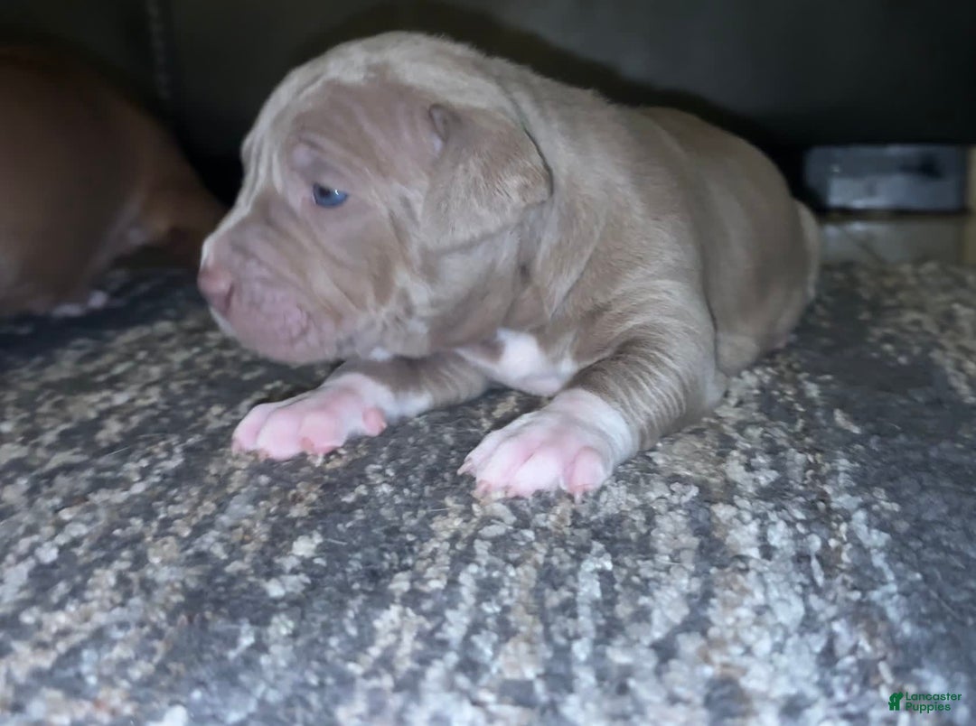 American Bully dogs for sale: Bella - Image 3