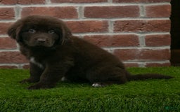 Newfoundland dogs for sale: Rosie - Image 2