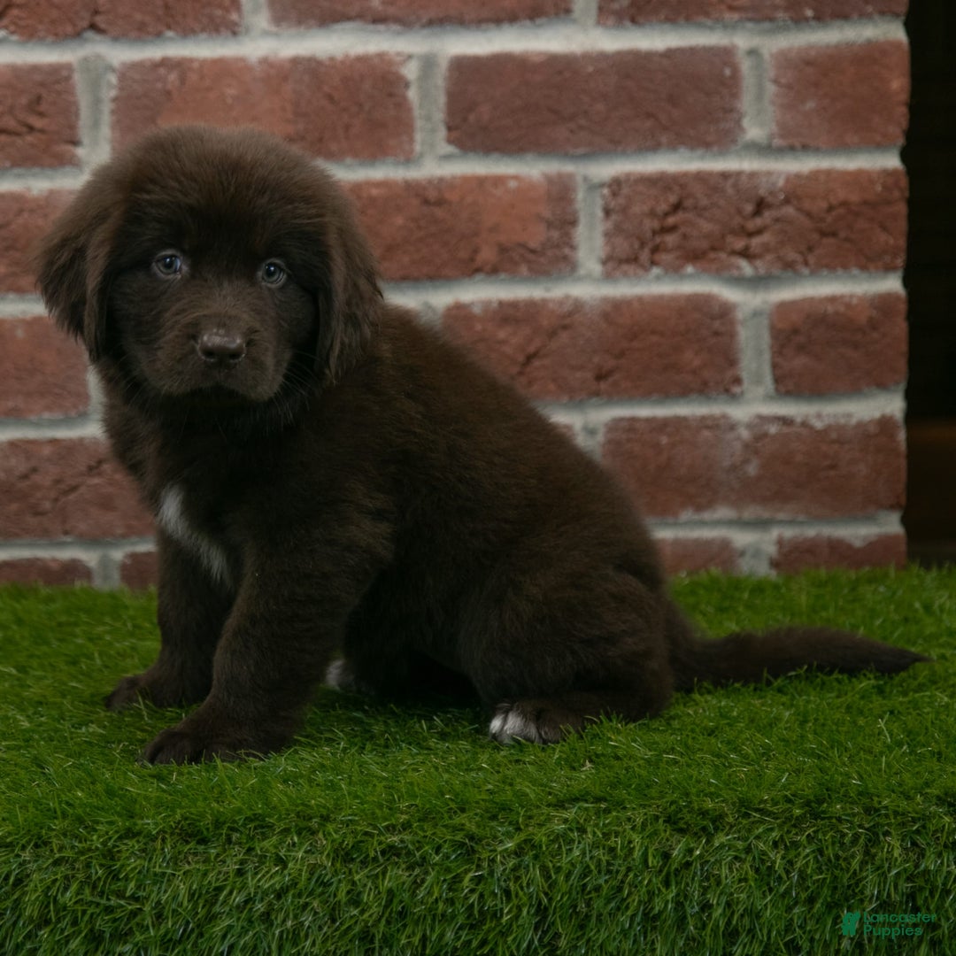Newfoundland dogs for sale: Rosie - Image 2
