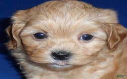 Shihpoo dogs for sale: Shih-Poo 4 puppies - Image 2