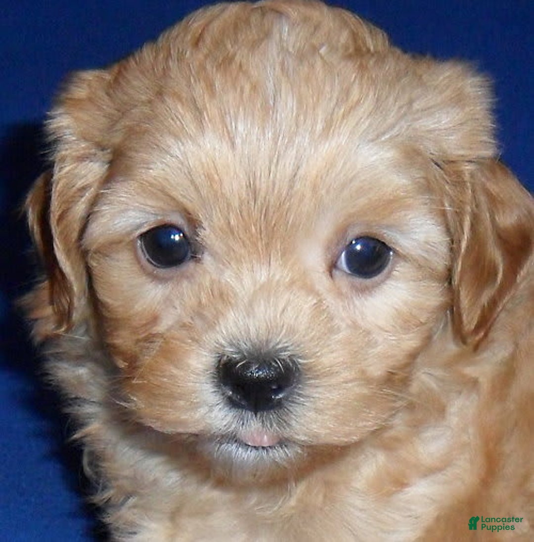 Shihpoo dogs for sale: Shih-Poo 4 puppies - Image 2