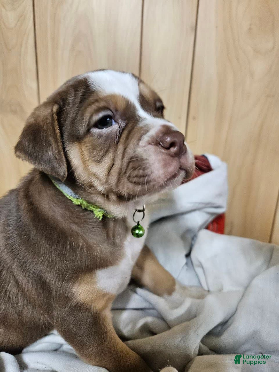 Puggle dogs for sale: Toby - Image 4