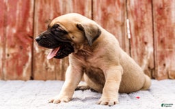 English Mastiff dogs for sale: Hazel - Image 6