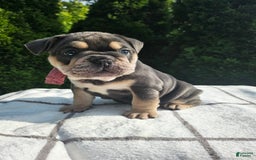English Bulldog dogs for sale: Dalilah - Image 5