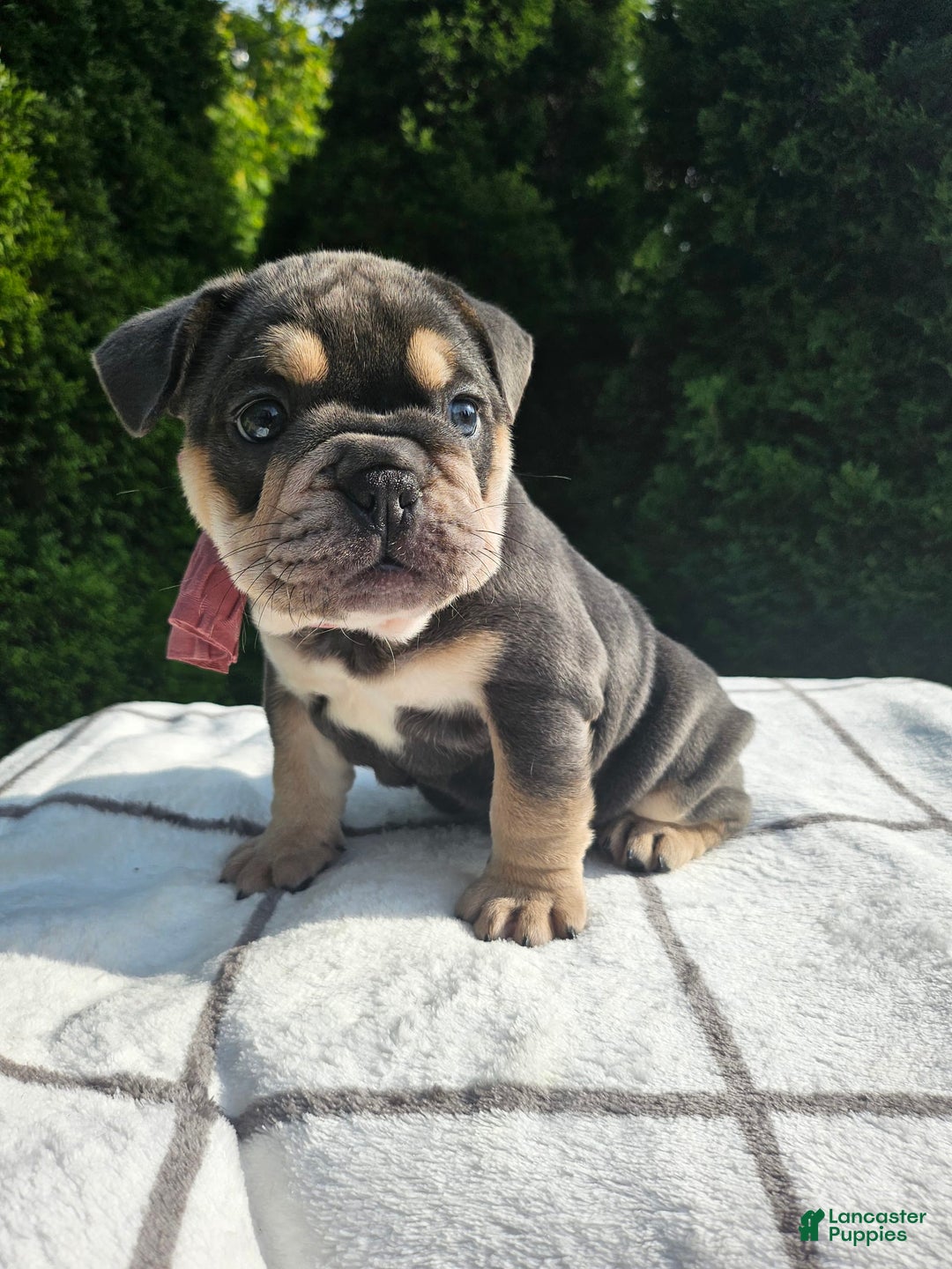 English Bulldog dogs for sale: Dalilah - Image 5
