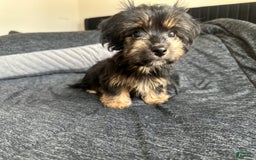 Miniature Dachshund dogs for sale: Mookie - Image 3