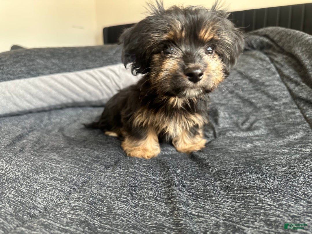 Miniature Dachshund dogs for sale: Mookie - Image 3