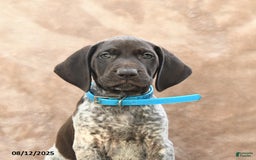 German Shorthaired Pointer dogs for sale: Seattle - Image 4