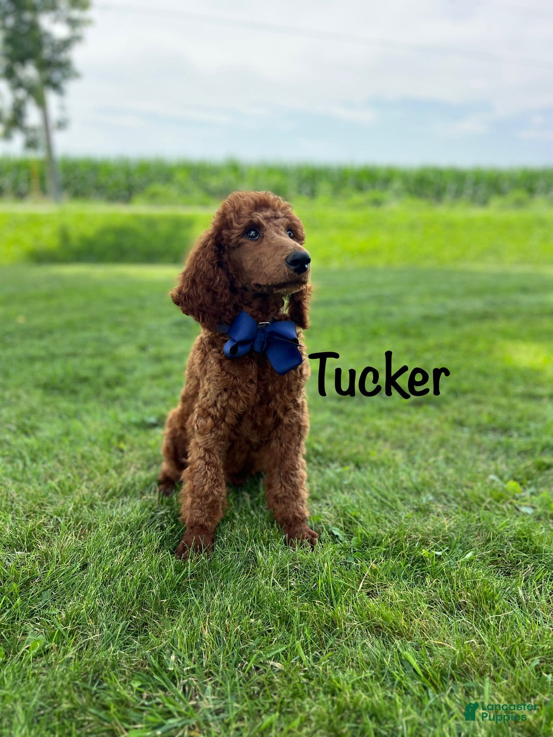 Standard Poodle dogs for sale: Tucker - Image 9