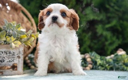 Cavalier King Charles Spaniel dogs for sale: Peter - Image 4