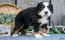 Bernese Mountain Dog dogs for sale: Bianca - Image 2
