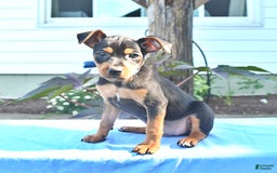 Miniature Pinscher dogs for sale: Dilbert - Image 1
