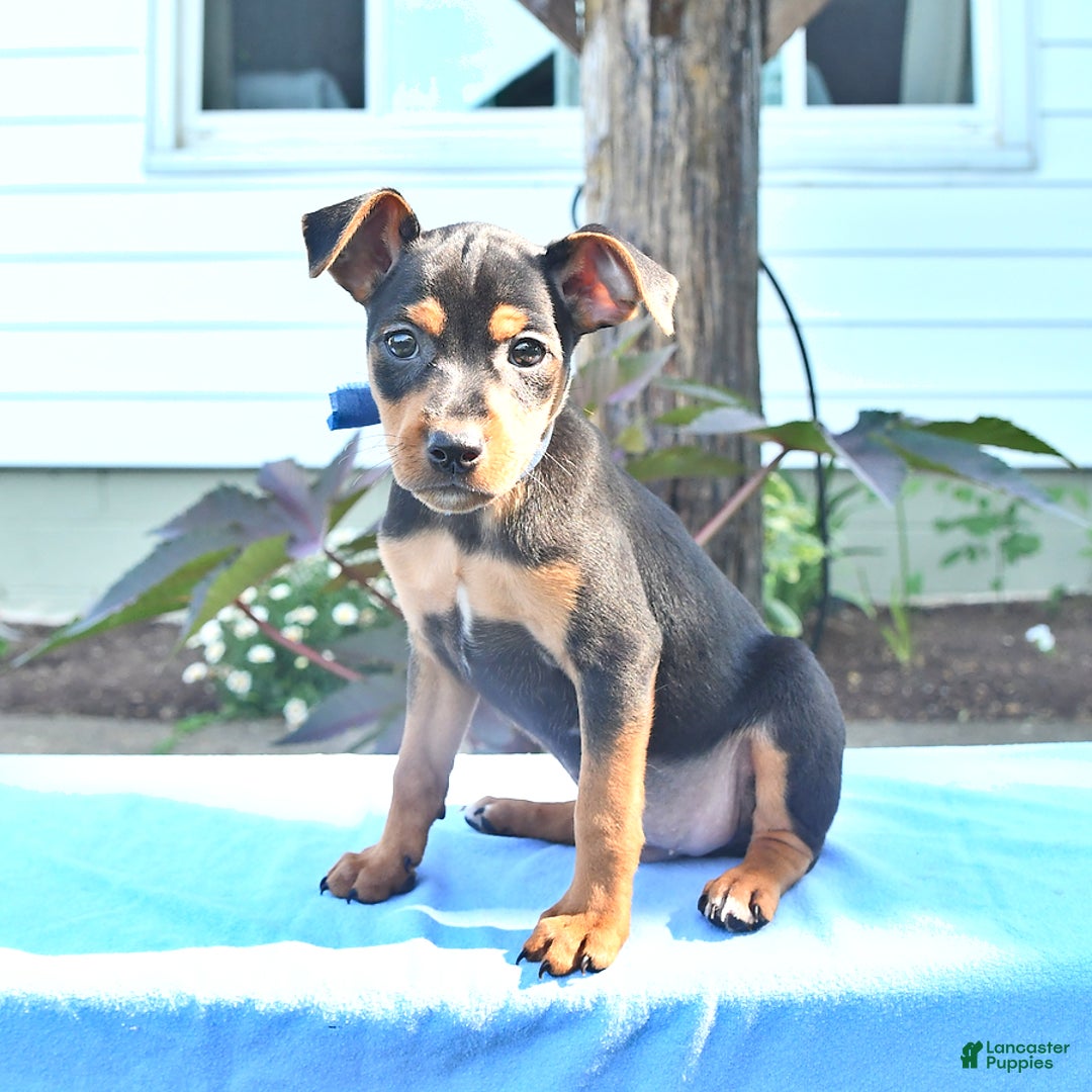 Miniature Pinscher dogs for sale: Dilbert - Image 1