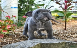 Frenchton dogs for sale: Rocky - Image 2