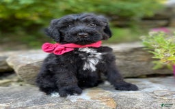 Portuguese Water Dog dogs for sale: Lydia - Image 4