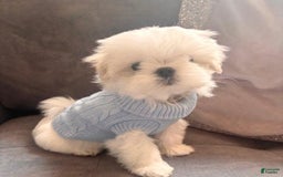 Maltese dogs for sale: Leo - Image 1