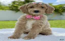 Mini Goldendoodle dogs for sale: Grace - Image 3