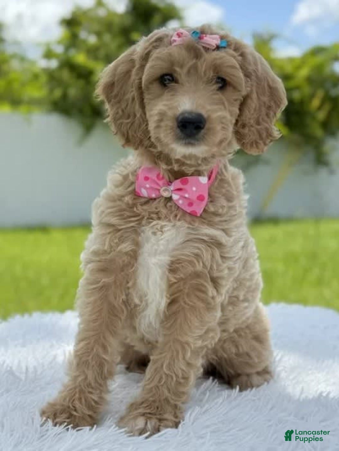 Mini Goldendoodle dogs for sale: Grace - Image 3