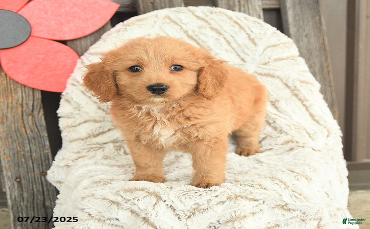 Mini Goldendoodle dogs for sale - Ad 5