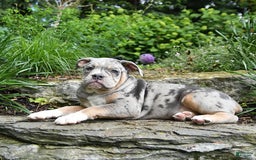 Olde English Bulldogge dogs for sale: Pearl - Image 6