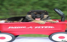 German Shepherd dogs for sale: Jessa - Image 4