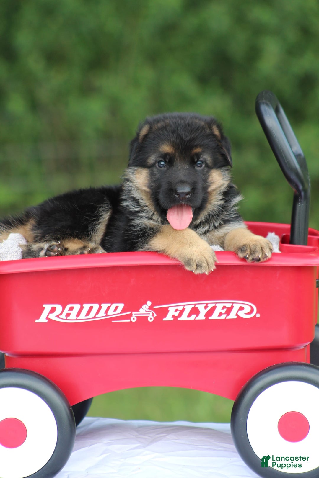 German Shepherd dogs for sale: Jessa - Image 4