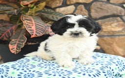 Teddy Bear dogs for sale: Baxter - Image 3