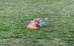 American Bully dogs for sale: Fawn/bluefawn - Image 4