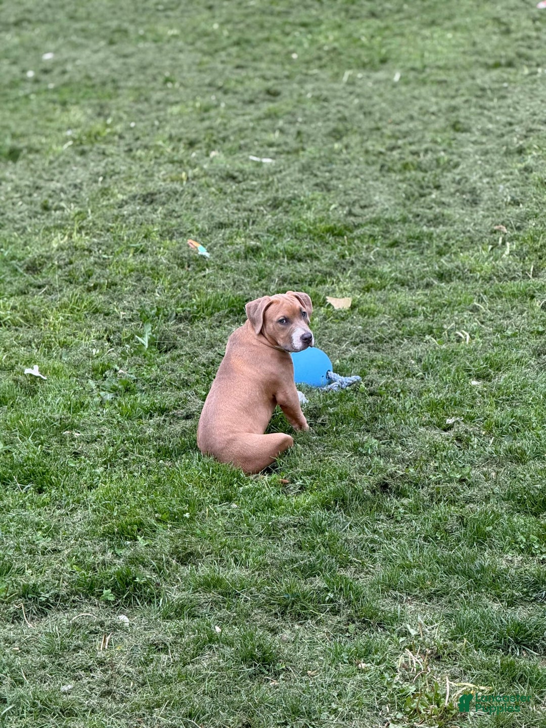 American Bully dogs for sale: Fawn/bluefawn - Image 4