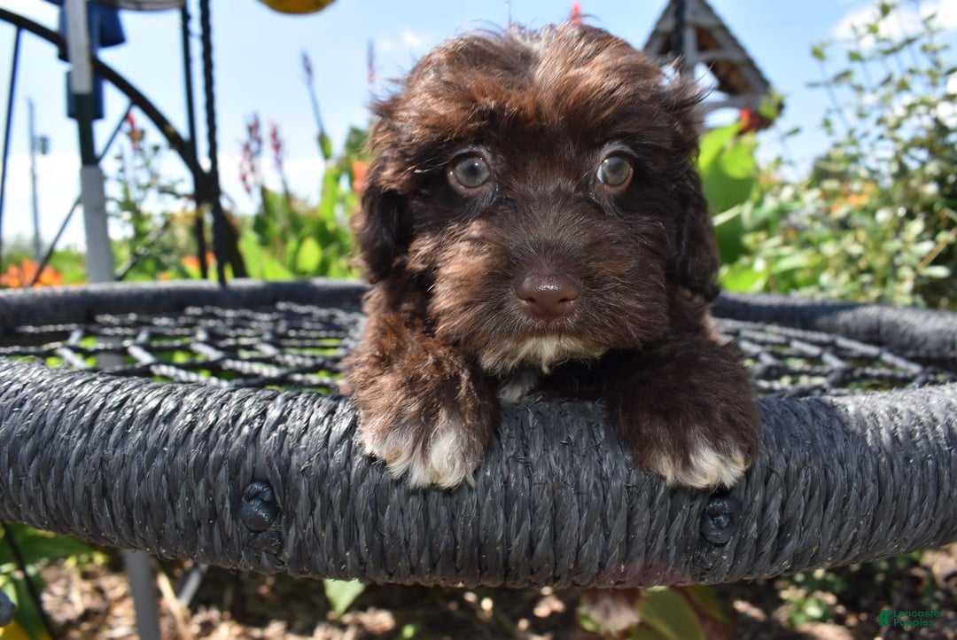 Havapoo dogs for sale: Annie - Image 2