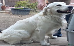 Golden Retriever dogs for sale: Brownie - Image 7