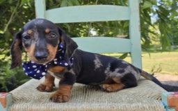 Miniature Dachshund dogs for sale: Kody - Image 7